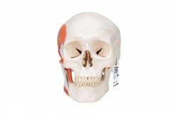 Model czaszki ludzkiej TMJ, demonstruje funkcje mięśni żucia, 2 części - 3B Smart Anatomy - 1020169 [A24]